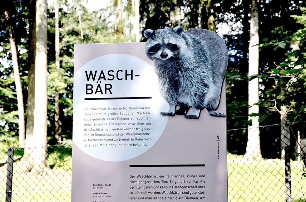 WPF-Tafeln-Waschbär-web.jpg