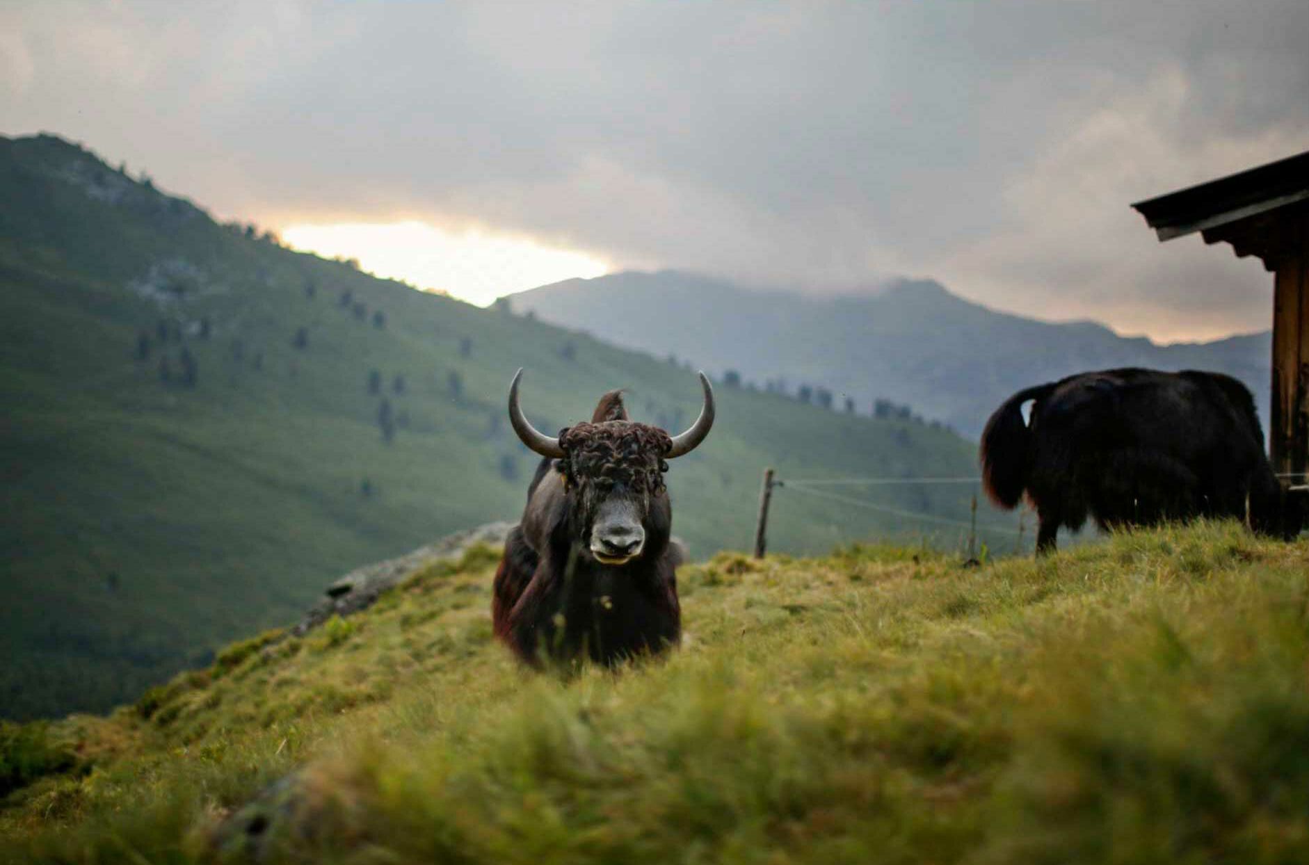 MAGNUS_Yak_2.jpg